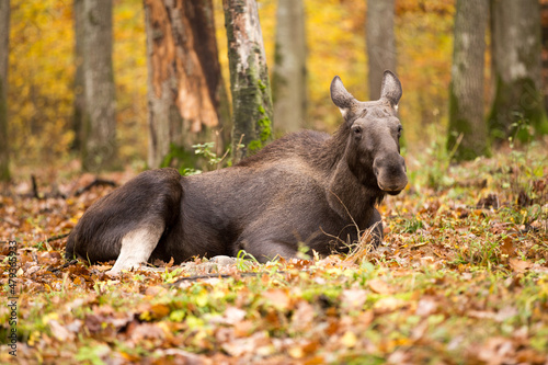 moose in autumn forest