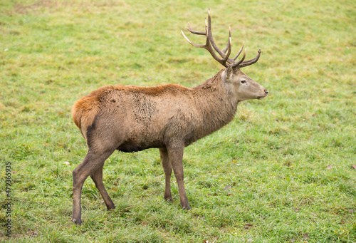 male deer