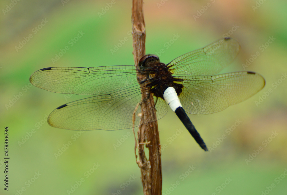 close up of a dragonfly close up of a dragonfly