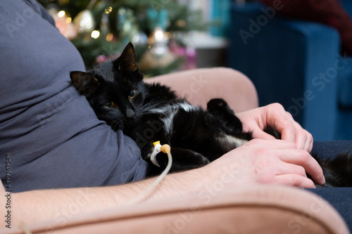 home treatment of a cat, to put a dropper to a pet, medicine and treatment of an animal of a black cat