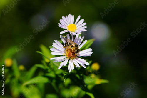 little wasp on a field daisy. insect in nature, collects pollen. field chamomile Matricaria, flowering plant of the Asteraceae family. Summer meadow, flowering blossom. close-up, macro photo