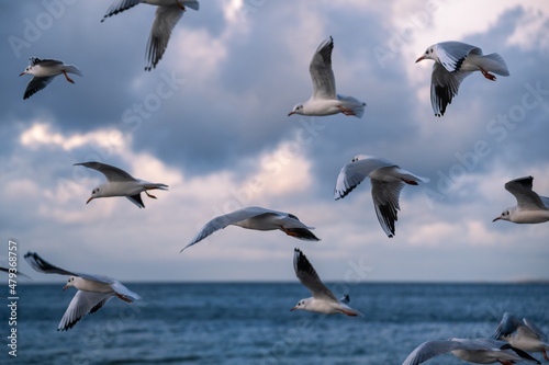 Einige Möwen am Himmel mit Meer im Hintergrund