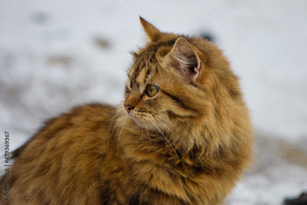 an adult cat sits on the ground in ice, winter weather, frost or March. home animal on the street. homeless cat. beautiful ginger cat on the snow in the village, domestic animal, close-up