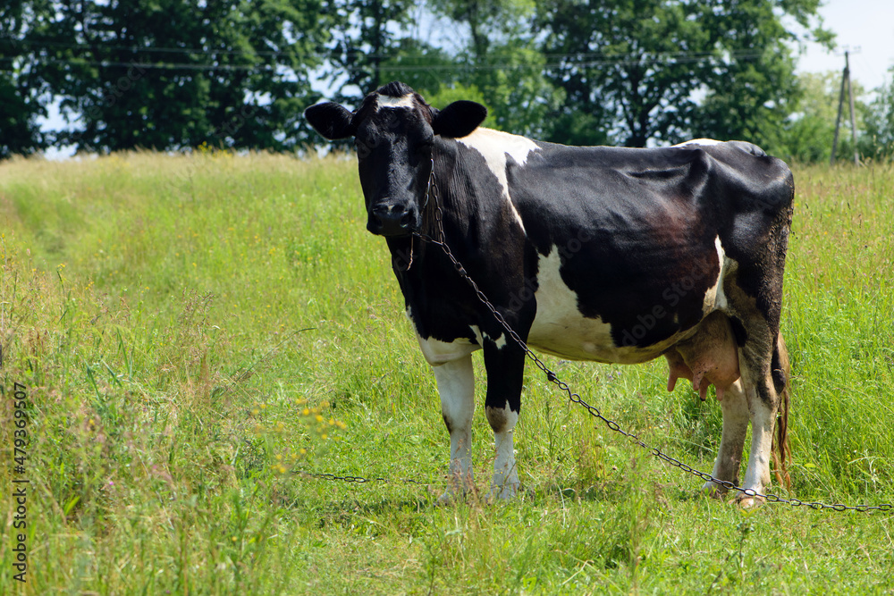 cow. Dairy cow in the pasture. black young cow, stands on green grass. spring day. milk farm. home animal. cattle. the cow is grazing in the meadow. close-up. black and white animal in green grass