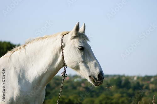 portrait of a white horse close-up. beautiful horse in the field. domestic animal. Arabian horse standing in an agriculture field with grass in sunny weather. strong  hardy and fast animal. side view