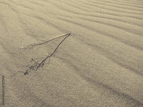 drought-dried plant on the sand