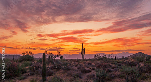 Wide Angle View Of A Desert Sunrise Landscape With Lone Saguaro Cactus