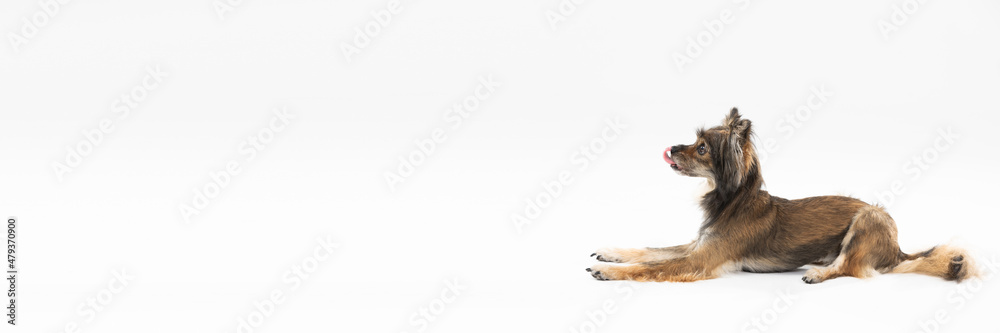 Panoramic side view of a reclining sweet dog who is licking his nose. A multi-breed dog. He is looking ahead. Panoramic side view of a reclining sweet dog who is licking his nose. A multi-breed dog. He is looking ahead.