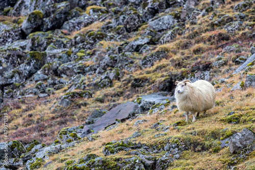 Icelandic sheep grazes on a mountainside. This ancient breed is unique to Iceland and directly descends from animals introduced by the Vikings