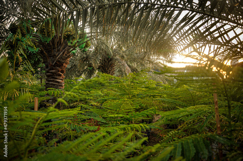 fern in the jungle © Hussain