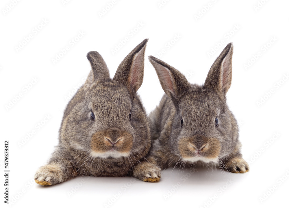 Two little rabbits. Two little rabbits.