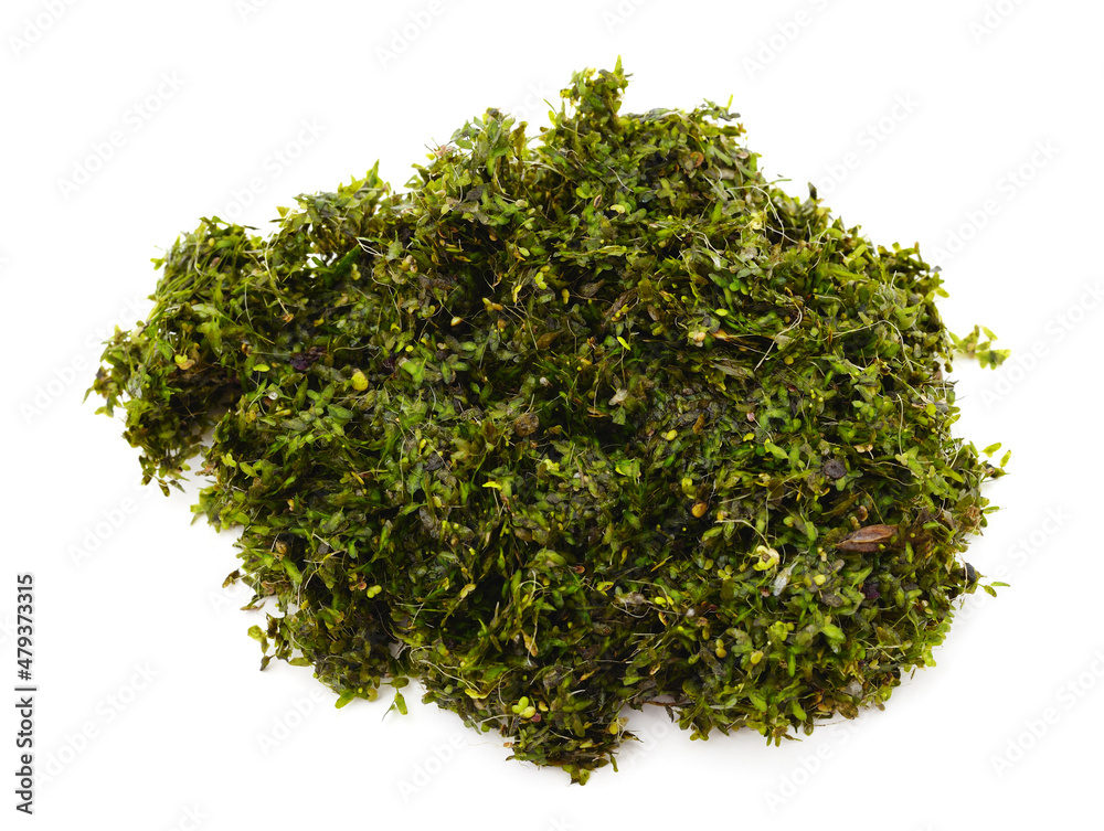 River green algae. River green algae.