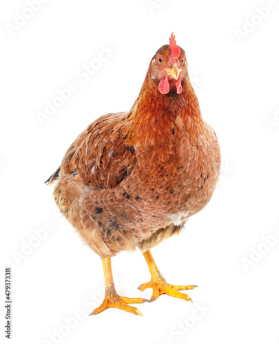 Small brown chicken. © ANASTASIIA