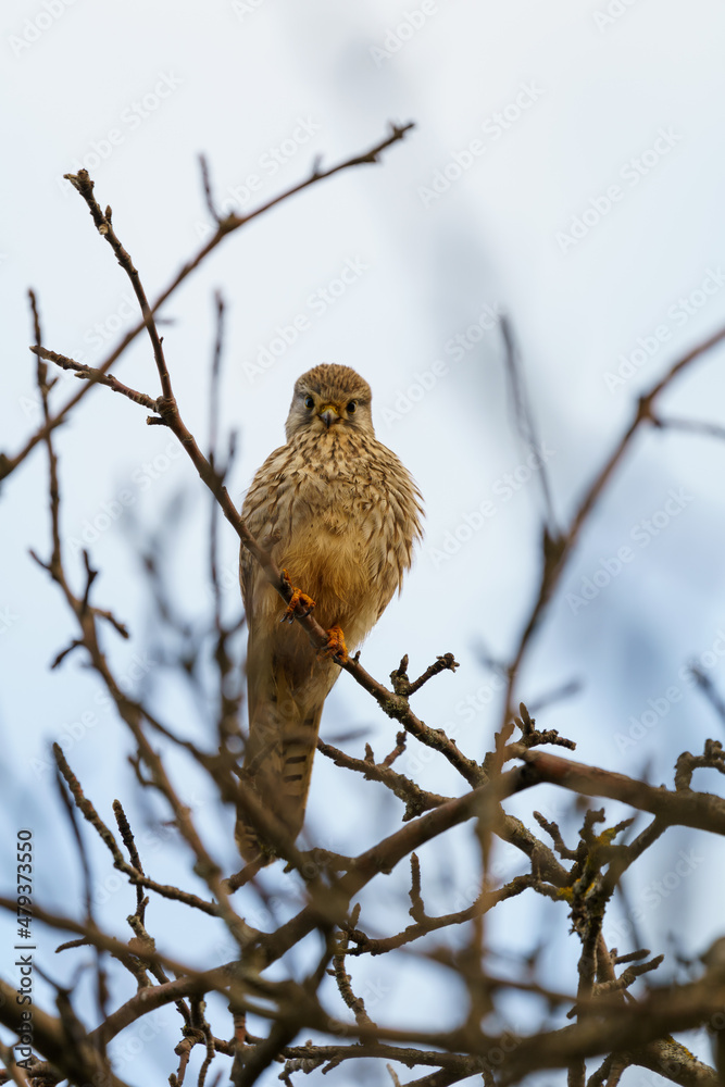 Kestrel at the foot of the Swabian Alb Kestrel at the foot of the Swabian Alb