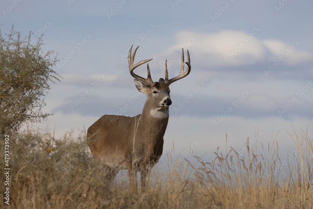 Buck Whitetail Deer in Colorado in Autumn