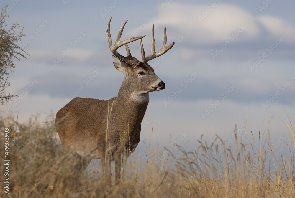 Buck Whitetail Deer in Colorado in Autumn Buck Whitetail Deer in Colorado in Autumn