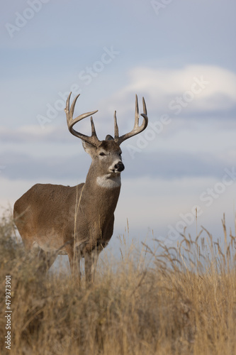Buck Whitetail Deer in Colorado in Autumn © natureguy