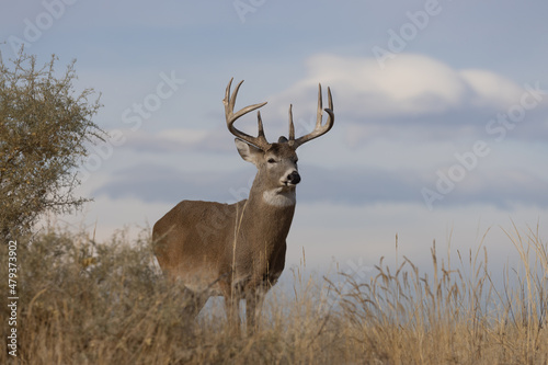 Fototapeta Naklejka Na Ścianę i Meble -  Buck Whitetail Deer in Colorado in Autumn