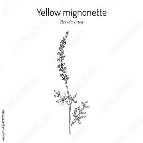 Yellow or wild mignonette Reseda lutea , medicinal plant
