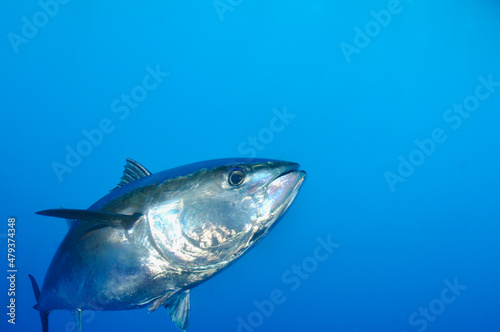 Obraz na plátně Bluefin Tuna underwater swimming wild