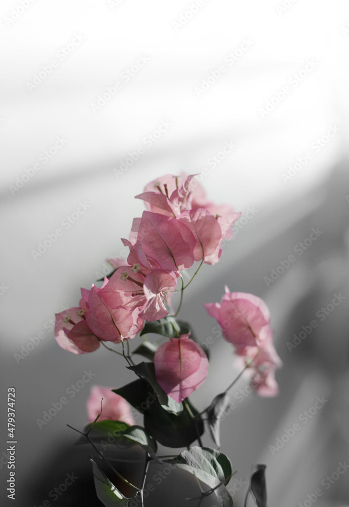 Bougainvillea pink flower on light and shadow vertical background.