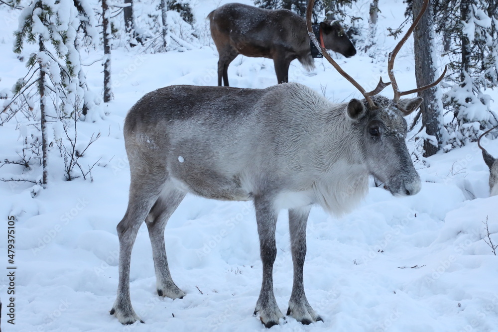 reindeer reindeer
