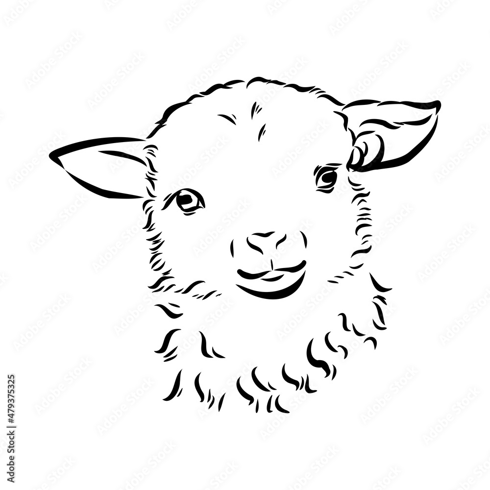 Sheep sketch style. Hand drawn illustration of beautiful black and white animal. Line art drawing in vintage style. Realistic image.