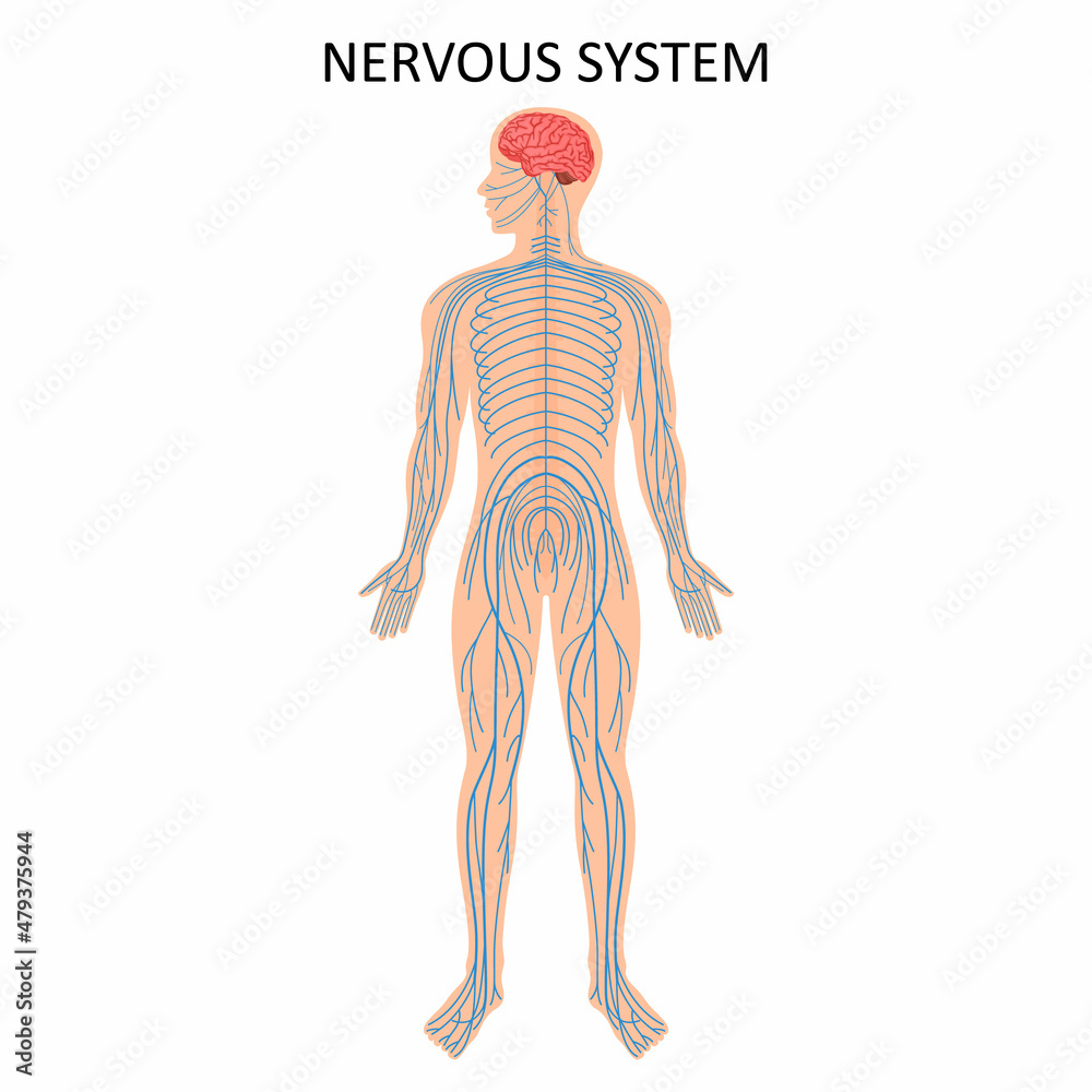 Human nervous system. Medical Education Chart of Biology for Nervous System Diagram. Vector illustration