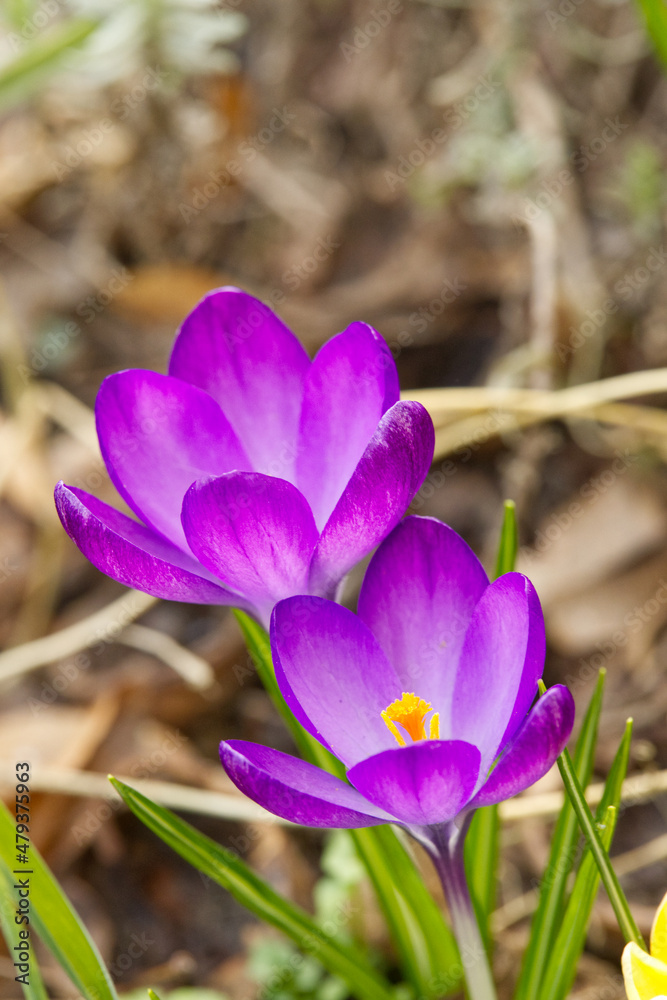 Krokus Krokus
