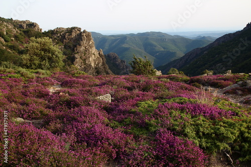 Heather patches and rocks on the Caroux, near the Colombières gorges (Hérault, Haut Languedoc, France).