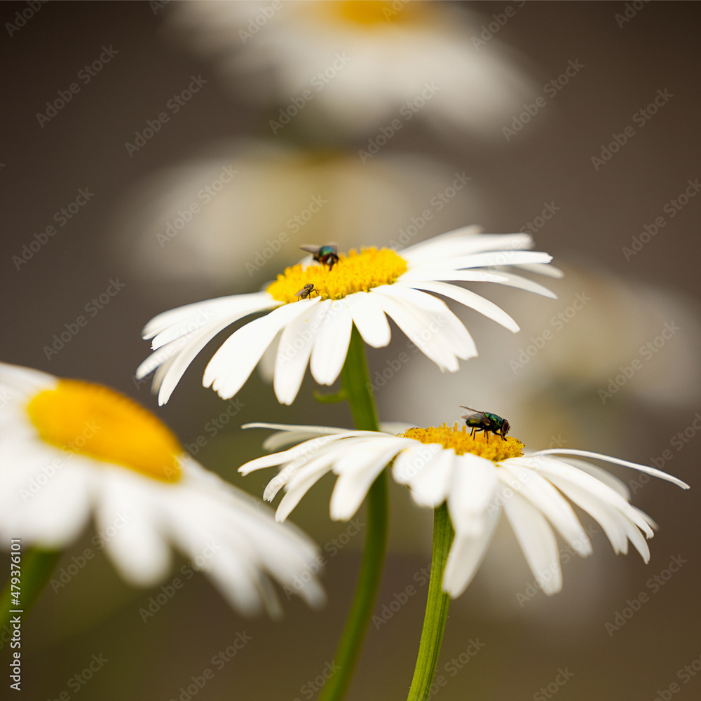 Obraz premium Magerwiesen Margerite