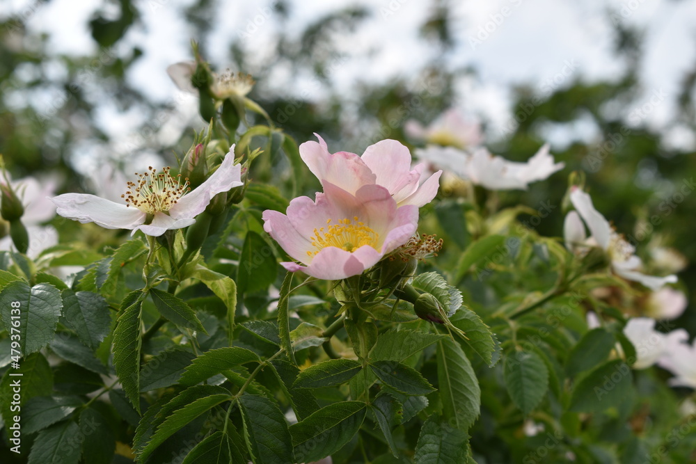 Obraz premium Wild Rose