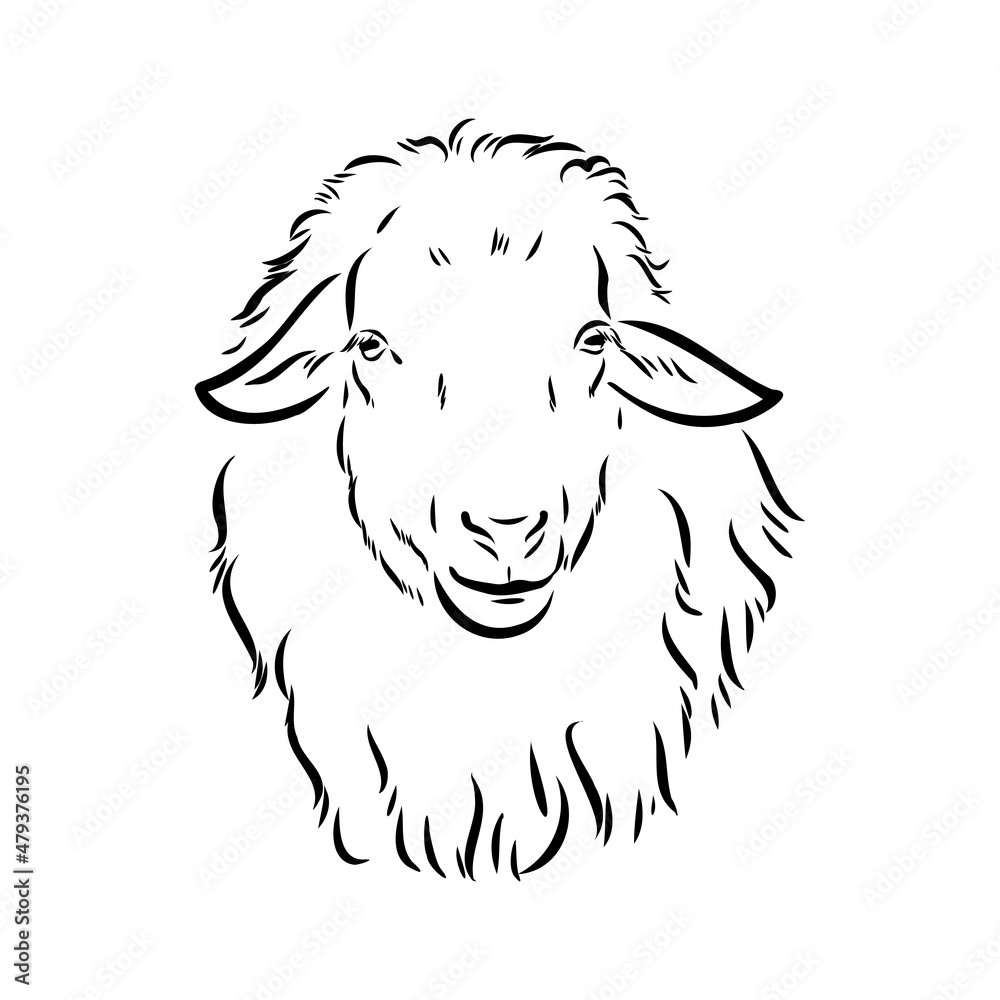 Sheep sketch style. Hand drawn illustration of beautiful black and white animal. Line art drawing in vintage style. Realistic image. Sheep sketch style. Hand drawn illustration of beautiful black and white animal. Line art drawing in vintage style. Realistic image.