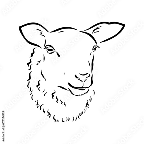 Sheep sketch style. Hand drawn illustration of beautiful black and white animal. Line art drawing in vintage style. Realistic image.