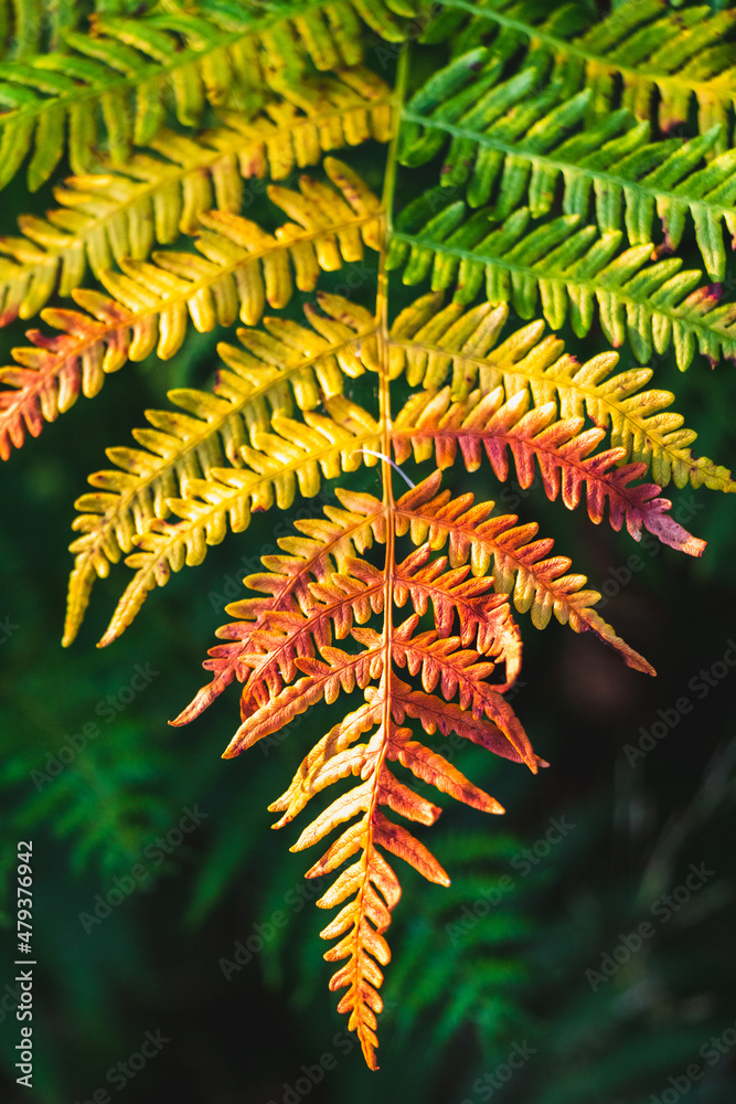 A fern with colorful leaves in the forest