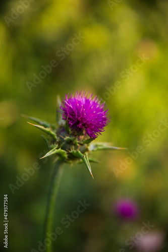 Milk Thistle Flower (Silybum or Carduus Marianum) Blooming with Traces if Pollen at the Bottom of Carcassonne Citadel