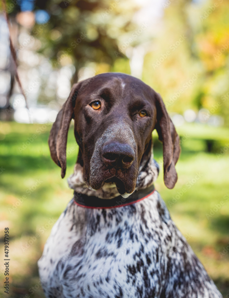 Portrait of cute kurzhaar dog at the park.