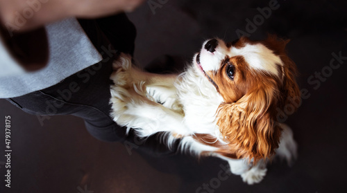 Canvas Print brown and white jumping cavalier