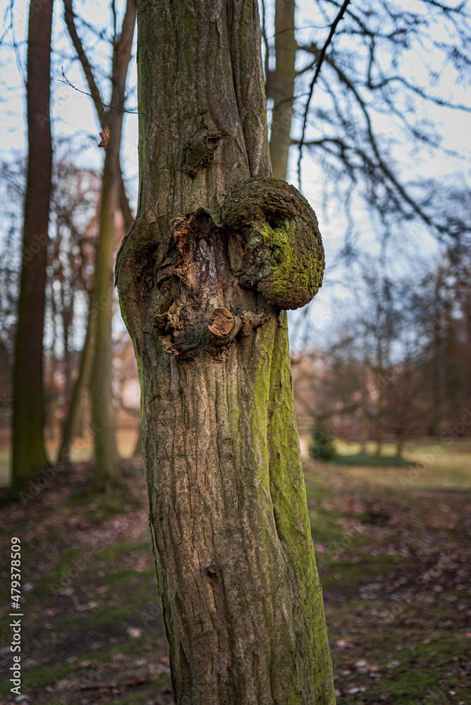 Obraz premium Tree face