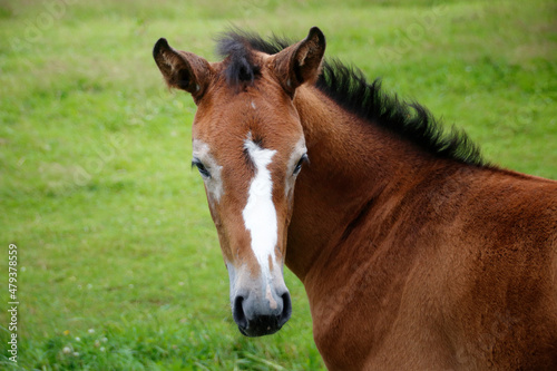 portrait von einem braunen fohlen