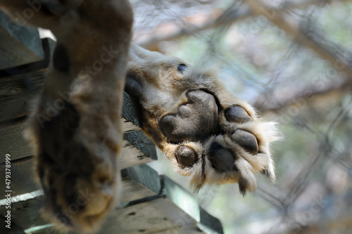 African Lion paws, Wildlife Waystation, Angeles National Forest, California, USA © Joseph