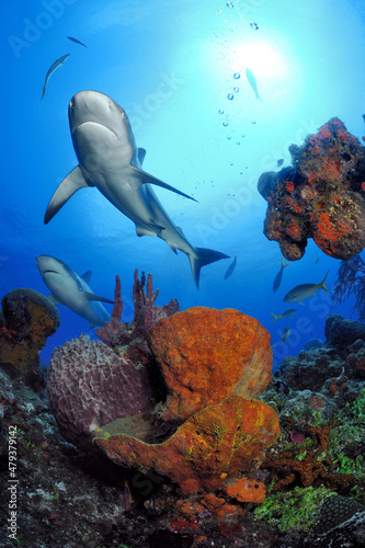 Gray reef sharks swim over sponges and coral, Bahama Bank, Caribbean