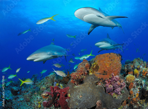 Three gray reef sharks swim over sponges and coral, Bahama Bank, Caribbean