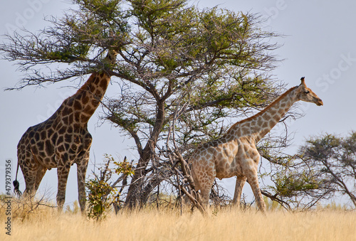 Two Angolan giraffes in wild African landscape at Etosha national park  Namibia  Africa