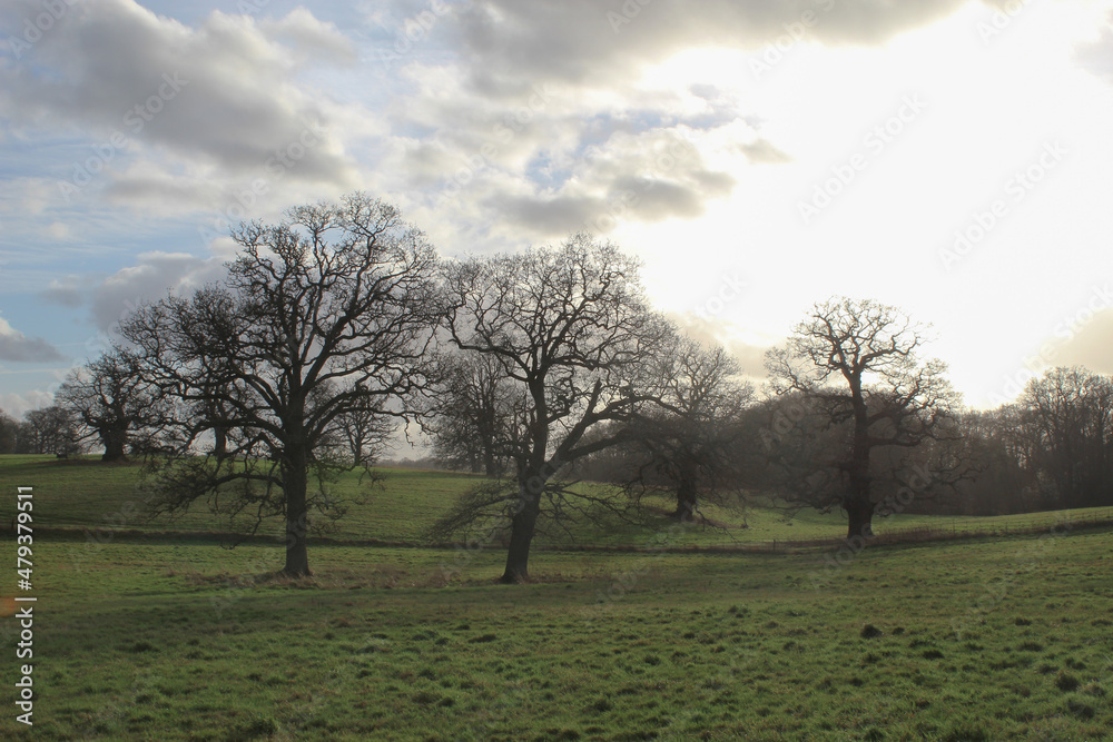 Trees With Sun