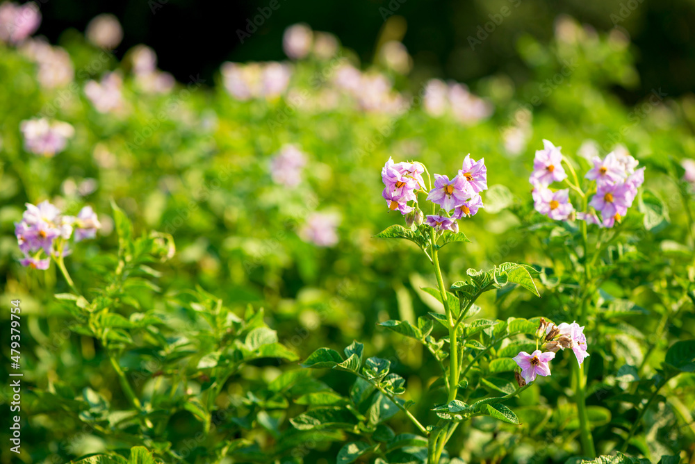 Close up of potato field, summer background Close up of potato field, summer background