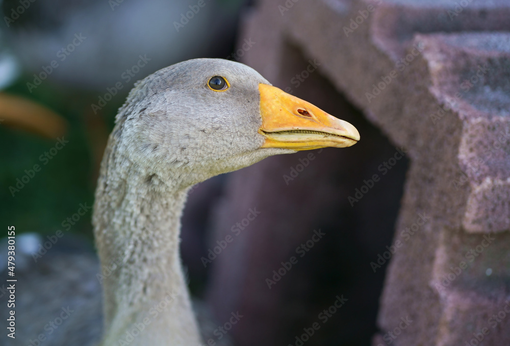 Goose . Domestic geese on a meadow. Farm landscape. Geese in the grass, domestic bird, flock of geese Goose . Domestic geese on a meadow. Farm landscape. Geese in the grass, domestic bird, flock of geese