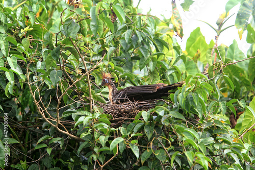 Hoazin huppé dans son nid en brindilles - Guyane française photo