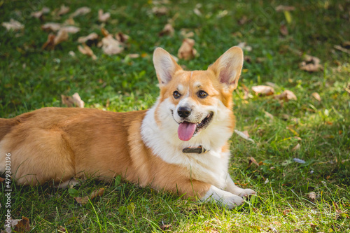 Portrait of cute welsh corgi dog at the park.