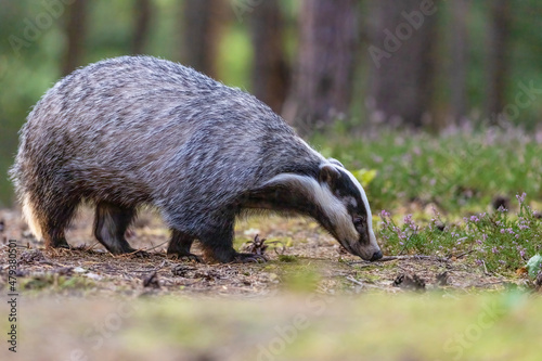 Side view of European badger walking in the forest. Horizontally. 